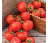Marshalls Garden Tomato Seeds 'oh Happy Day' Cordon Beefsteak (10 Seeds)