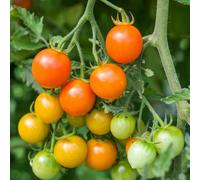 Marshalls Garden Tomato Seeds Orangeto F1 - Orange Cherry, Semi-Determinate, High Yield, 8 Seeds