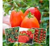 Marshalls Garden Tomato Seeds Outdoor Collection - 4 Varieties For Pots, Patio And Vegetable Beds