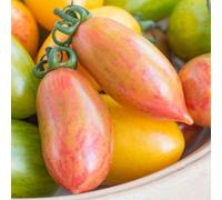 Marshalls Garden Tomato Seeds 'pink Tiger' - 10 Seeds, Plum Tomato With Red And Gold Stripes