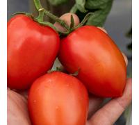 Marshalls Garden Tomato Seeds 'plum Nagina' F1 12 Seeds Blight-Resistant Plum Tomato