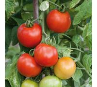 Marshalls Garden Tomato Seeds Premio F1 Cordon Variety For Pots, Greenhouse And Patio 10 Seeds