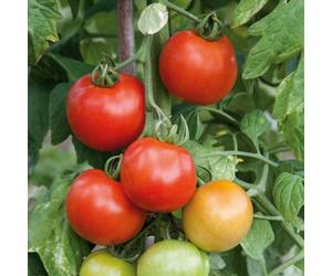 Marshalls Garden Tomato Seeds Premio F1 Cordon Variety For Pots, Greenhouse And Patio 10 Seeds