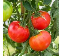 Marshalls Garden Tomato Seeds Rose Crush - Rosy-Pink Disease-Resistant High-Yield 10 Seeds