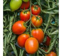 Marshalls Garden Tomato Seeds Sahel High-Yield Disease-Resistant Variety 10 Pack