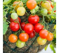 Marshalls Garden Tomato Seeds 'siderno' - Oval Red Fruits, High-Yield, Disease-Resistant (Pack Of 10)