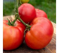 Marshalls Garden Tomato Seeds 'steak', Beefsteak 500G Fruit, Rhs Award Of Garden Merit, 10 Seeds