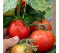Marshalls Garden Tomato Seeds Summerlast F1 For Patio And Containers 6 Seeds