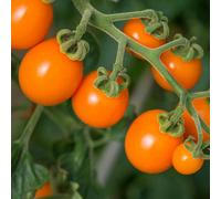 Marshalls Garden Tomato Seeds 'sunset' - Cherry Tomato Variety 10 Seeds