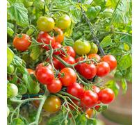 Marshalls Garden Tomato Seeds 'terenzo' F1 8 Seeds For Pots And Hanging Baskets