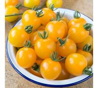 Marshalls Garden Tomato Seeds Yellow Mimi F1 10 Pack Cordon Variety