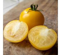 Marshalls Garden Tomato Seeds Yellow Perfection - 80 Seeds Rhs Agm Early Slicing Variety