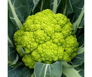 Marshalls Garden Trevi F1 Cauliflower Seeds, 20-Pack Green Variety, Early-Maturing