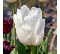 Marshalls Garden Tulip Bulbs 'Clearwater' - Pack of 10 White Spring-Flowering Bulbs