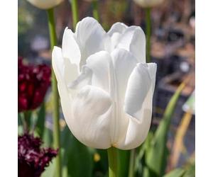 Marshalls Garden Tulip Bulbs 'Clearwater' - Pack of 10 White Spring-Flowering Bulbs