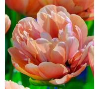 Marshalls Garden Tulip Bulbs 'copper Image' Double Copper-Pink Tulip 10-Pack
