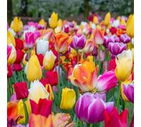 Marshalls Garden Tulip Bulbs Mixed Border Collection - 50 Bulbs, Mixed Colours for Borders and Containers