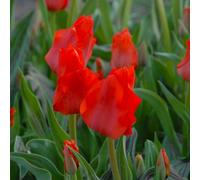Marshalls Garden Tulip Bulbs 'red Riding Hood' (Greigii) - Pack Of 10