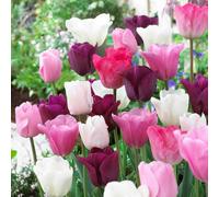 Marshalls Garden Tulip 'flower Power' Flower Power Mix 20 Pack - Top-Grade Spring Bulbs
