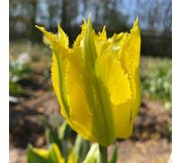 Marshalls Garden Tulip Green Mile 5 Bulbs, Viridiflora