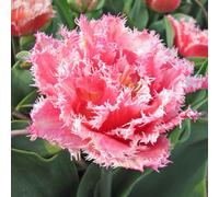 Marshalls Garden Tulip 'queensland' - Double Peony-Style Pink With Creamy White Edging, Pack Of 6 Bulbs.