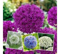 Marshalls Garden Ultimate Allium Collection 50 Bulbs - Purple Sensation, Caeruleum, 50 Bulbs