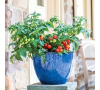Marshalls Garden Veranda Red Tomato Seeds 10 Pack Dwarf Patio Variety Ideal For Pots