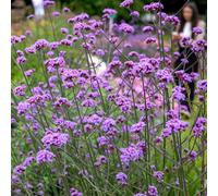 Marshalls Garden Verbena 'buenos Aires' (Verbena Bonariensis) Tall Violet-Purple Pollinator Perennial