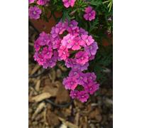 Marshalls Garden Verbena 'Vera Pink' - Soft Pink 12 Plug Plants