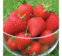 Marshalls Garden Vibrant Strawberry Bare-Root Plants - Early, High-Yield Variety 60 X Bare Root
