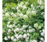Marshalls Garden Viburnum Opulus 'roseum' Snowball Tree Shrub - Scented White Blooms, Rhs Agm, Pack Of 3