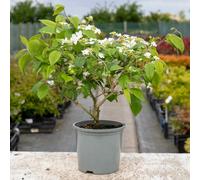 Marshalls Garden Viburnum Plicatum 'kilimanjaro' Deciduous Shrub With White Flowers And Red Berries 3 Litre Plant