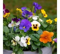 Marshalls Garden Viola 'Sorbet Mix' - hardy, pollinator-friendly winter and early-spring blooms, 48 garden ready plants