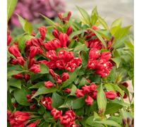 Marshalls Garden Weigela 'all Summer Red' 3L Plant - Long Flowering Red Shrub For Sunny Or Part-Shade Borders