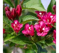 Marshalls Garden Weigela 'bristol Ruby' Deciduous Shrub, 2M Height, Pink-Red Flowers 7.5 Litre