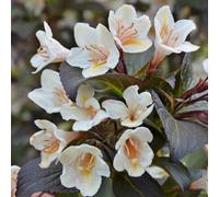 Marshalls Garden Weigela 'ebony And Ivory' (Velda) Compact Hardy Shrub 3 Litre