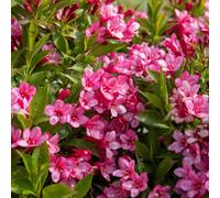 Marshalls Garden Weigela 'picobella Rosa' - Pink, Hardy, Fast-Growing Shrub 60Cm H X 1M Spread 9Cm Plant
