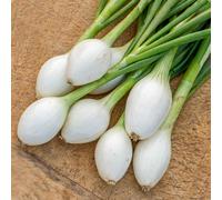 Marshalls Garden White Star Onion Seeds Multipurpose Salad & Bulb Variety 250 Seeds