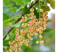 Marshalls Garden Whitecurrant 'blanka' Bare-Root Plant, Heavy-Cropping Wine-Making Variety 1.5-2.5 M Height Bare Root