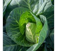 Marshalls Garden Winningstadt Cabbage Seeds - Heirloom Pointed Blue-Green Heads, 250 Seeds