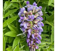 Marshalls Garden Wisteria 'amethyst Falls' Compact Container-Friendly Climbing 7.5 Litre Plant
