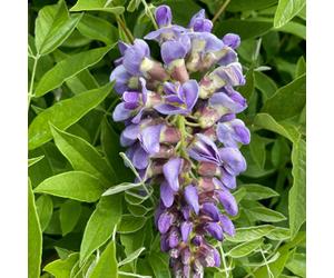 Marshalls Garden Wisteria 'amethyst Falls' Compact Container-Friendly Climbing Plant 4 Litre Plant