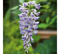 Marshalls Garden Wisteria 'amethyst Falls' - Compact Purple-Flowering Climbing Plant, 9Cm