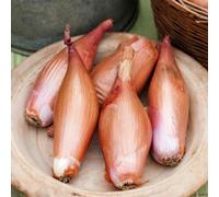 Marshalls Garden Zebrune Shallot Seeds Heritage French Variety 75 Seeds