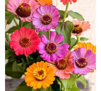 Marshalls Garden Zinnia Seeds Forecast 130 Seeds, Zinnia Elegans Summer Annual