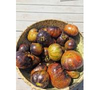 Marsha's Starfighter Tomato Seeds - 10 Fresh Seeds