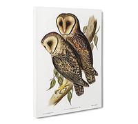 Masked Barn Owls By Elizabeth Gould Vintage Canvas Wall Art Print Ready to Hang, Framed Picture for Living Room Bedroom Home Office Décor, 30x20 Inch (76x50 cm)