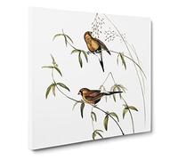 Masked Grass Finch Bird by Elizabeth Gould Canvas Print | Gallery Wrapped 30mm Frame Wall Art | 14x14 inches | Ready to Hang | Retro Animals Picture | Living Room Bedroom Lounge Office
