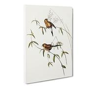 Masked Grass Finch Bird By Elizabeth Gould Canvas Print | Gallery Wrapped 30mm Frame Wall Art | 20x14 inches | Ready to Hang | Retro Animals Picture | Living Room Bedroom Lounge Office