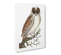 Masked Owl By George Shaw Vintage Canvas Wall Art Print Ready to Hang, Framed Picture for Living Room Bedroom Home Office Décor, 24x16 Inch (60x40 cm)